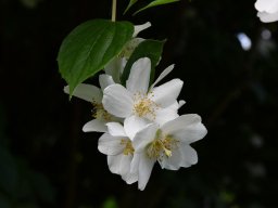 Philadelphus