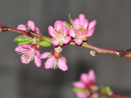 Prunus-persica