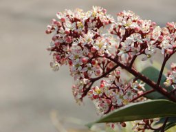 Skimmia-japonica