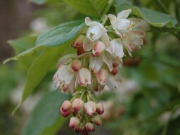 Staphilea-pinnata