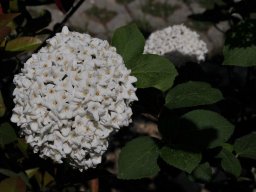 Viburnum-carlesii