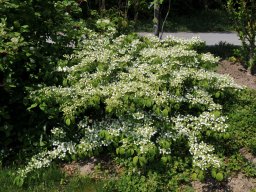 Viburnum-plicatm-Mariesii