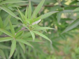 Vitex-agnus-castus