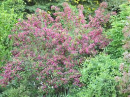 Weigela-Bristol-Ruby