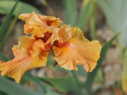 2011-Iris-10