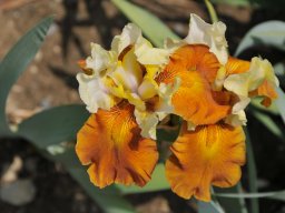 2011-Iris-11