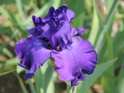 2011-Iris-12