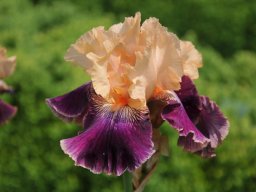 2011-Iris-13