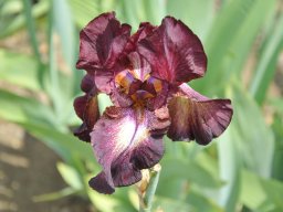 2011-Iris-14