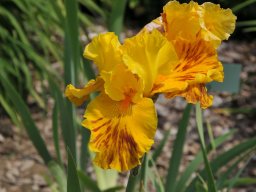 2011-Iris-15