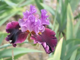 2011-Iris-16