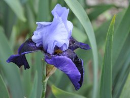 2011-Iris-17