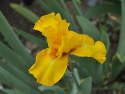 2011-Iris-19
