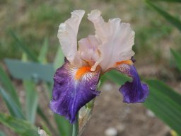 2011-Iris-20