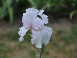 2011-Iris-21