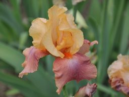 2011-Iris-22