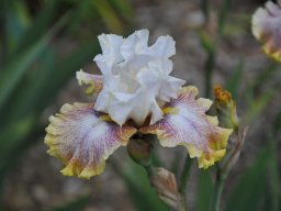2011-Iris-23