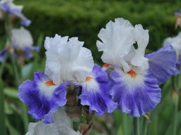 2011-Iris-24
