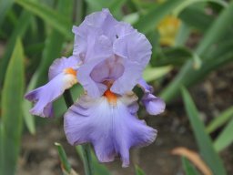 2011-Iris-25