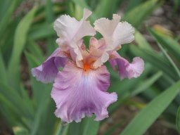 2011-Iris-27