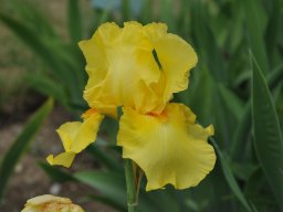 2011-Iris-28