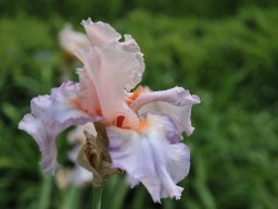 2011-Iris-29