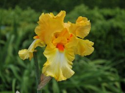2011-Iris-30