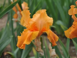 2011-Iris-32
