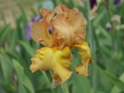 2011-Iris-33