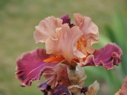 2011-Iris-34