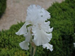 2011-Iris-35