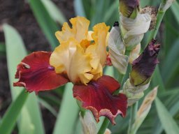2011-Iris-36