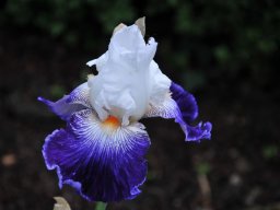 2011-Iris-37