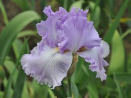 2011-Iris-38
