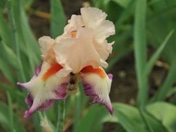 2011-Iris-39