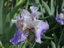 2011-Iris-4