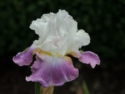 2011-Iris-40