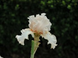 2011-Iris-41