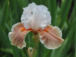 2011-Iris-42