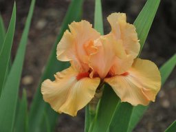 2011-Iris-43