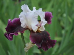 2011-Iris-44