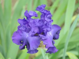 2011-Iris-45