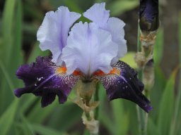 2011-Iris-46