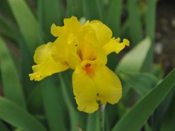 2011-Iris-47