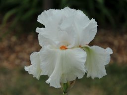 2011-Iris-48