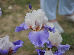 2011-Iris-49