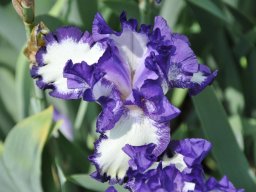 2011-Iris-5