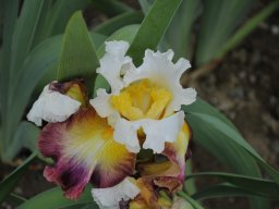 2011-Iris-50