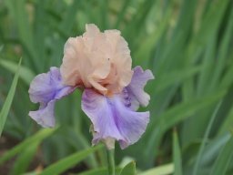 2011-Iris-51