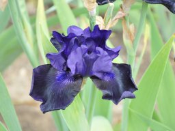 2011-Iris-52